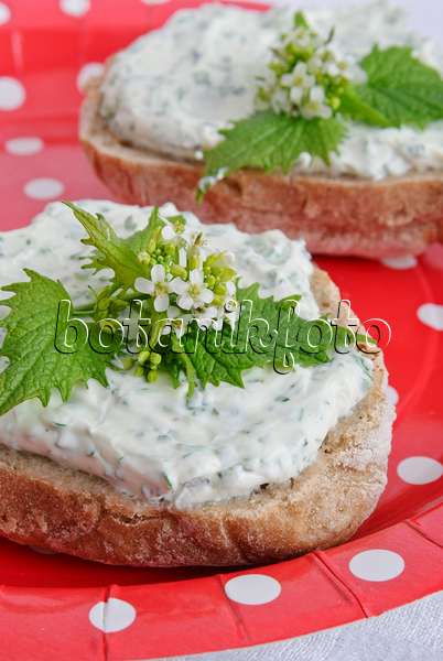 481004 - Alliaire officinale (Alliaria petiolata) sur un petit pain de seigle avec du fromage blanc