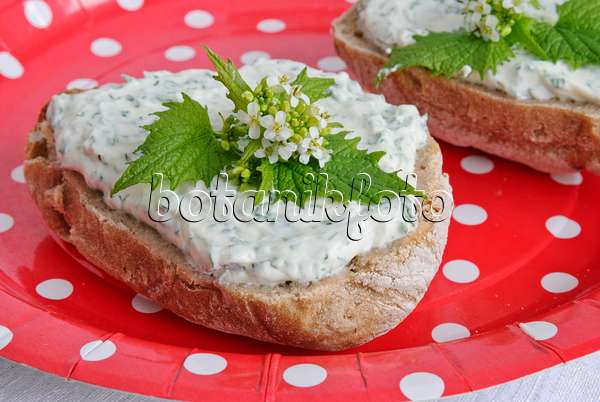 481005 - Alliaire officinale (Alliaria petiolata) sur un petit pain de seigle avec du fromage blanc