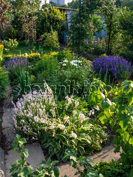 427040 - Allotment garden in the sun with flowering perennial beds and blue arbour