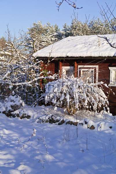 539017 - Allotment garden in winter