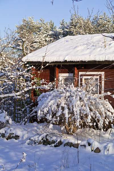 539018 - Allotment garden in winter