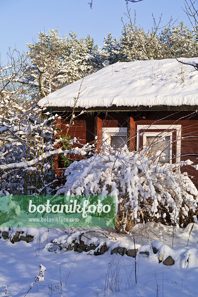 539018 - Allotment garden in winter