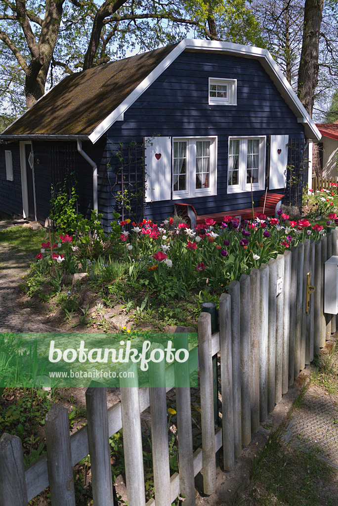 601038 - Allotment garden with blue garden house