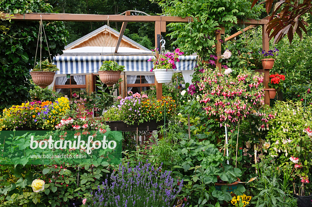 473204 - Allotment garden with fuchsias