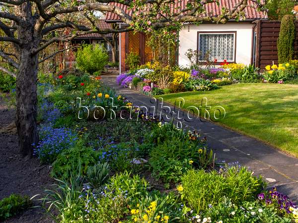 459079 - Allotment garden with perennial border in spring