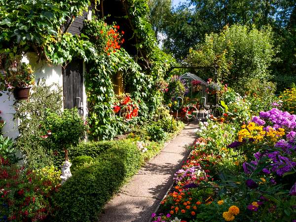 428089 - Allotment garden with summer flowers