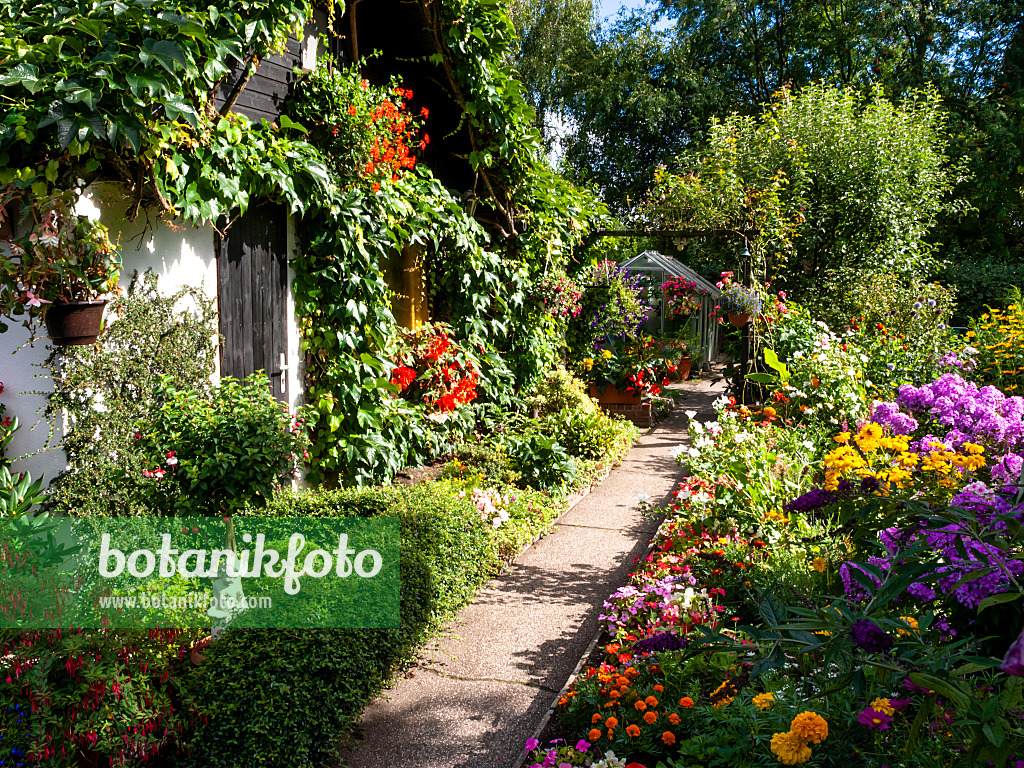 428089 - Allotment garden with summer flowers