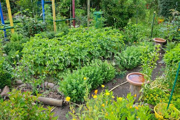 473302 - Allotment garden with vegetable and perennial beds