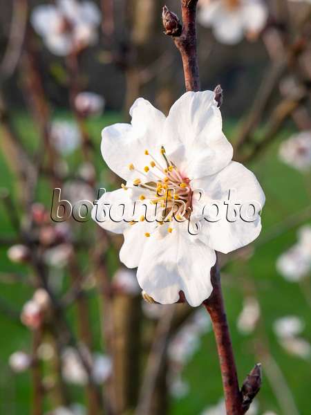 436213 - Almond (Prunus dulcis)