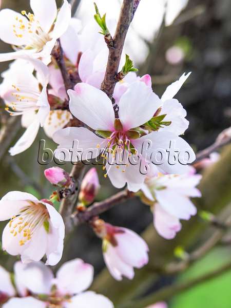 436230 - Almond (Prunus dulcis)