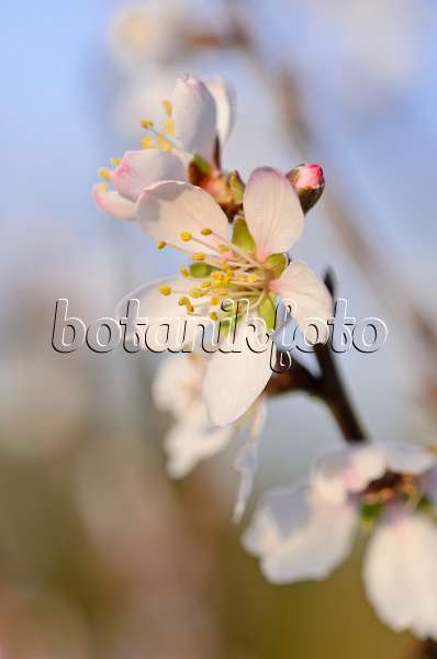 530019 - Almond (Prunus dulcis)