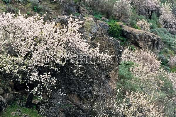 397115 - Almond (Prunus dulcis), Gran Canaria, Spain