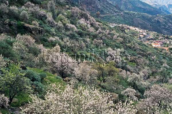 397116 - Almond (Prunus dulcis), Gran Canaria, Spain