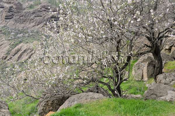 564188 - Almonds (Prunus dulcis) near Ayacata, Gran Canaria, Spain