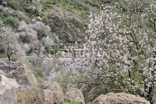 564189 - Almonds (Prunus dulcis) near Ayacata, Gran Canaria, Spain