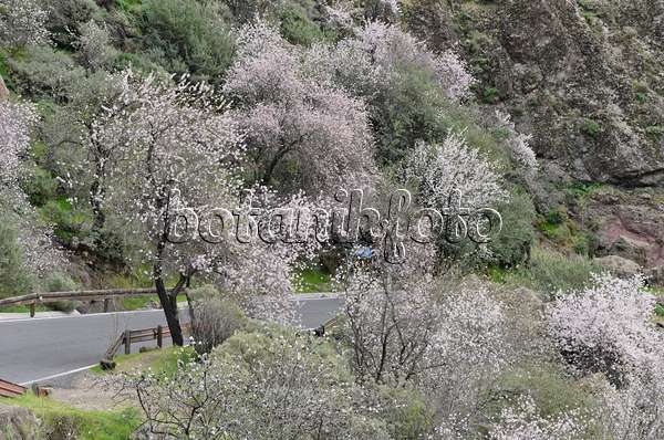 564190 - Almonds (Prunus dulcis) near Ayacata, Gran Canaria, Spain
