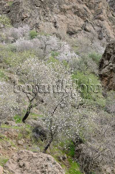 564191 - Almonds (Prunus dulcis) near Ayacata, Gran Canaria, Spain