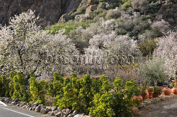 564193 - Almonds (Prunus dulcis) near Ayacata, Gran Canaria, Spain