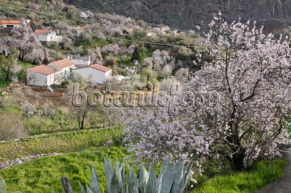 564194 - Almonds (Prunus dulcis) near Ayacata, Gran Canaria, Spain