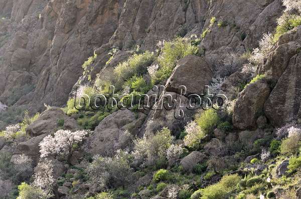 564195 - Almonds (Prunus dulcis) near Ayacata, Gran Canaria, Spain