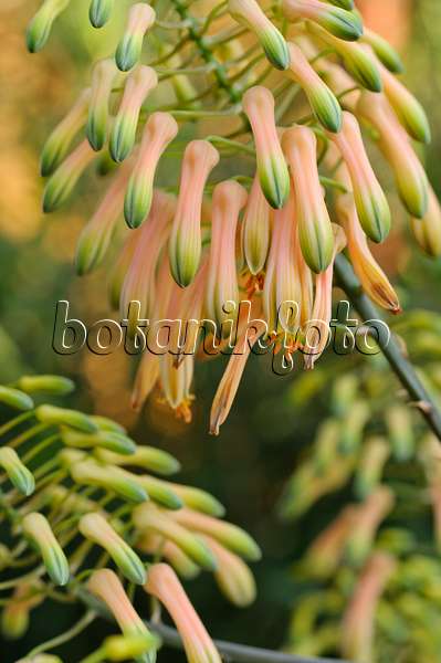 480017 - Aloe (Aloe chabaudii)