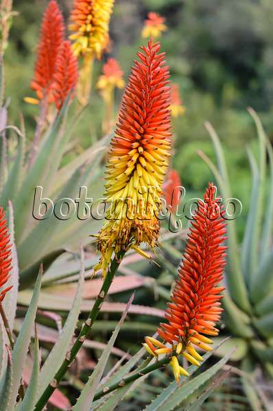 564169 - Aloe (Aloe mutabilis)