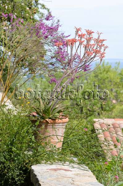 533133 - Aloès (Aloe) dans un pot de fleurs