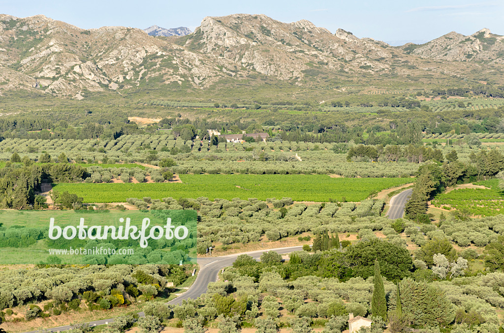 557137 - Alpilles, Provence, France
