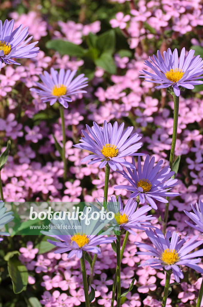 496204 - Alpine aster (Aster alpinus) and rock soapwort (Saponaria ocymoides)