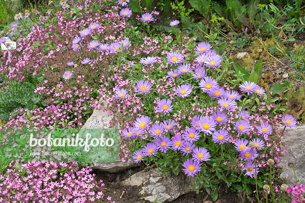 610012 - Alpine aster (Aster alpinus) and rock soapwort (Saponaria ocymoides)