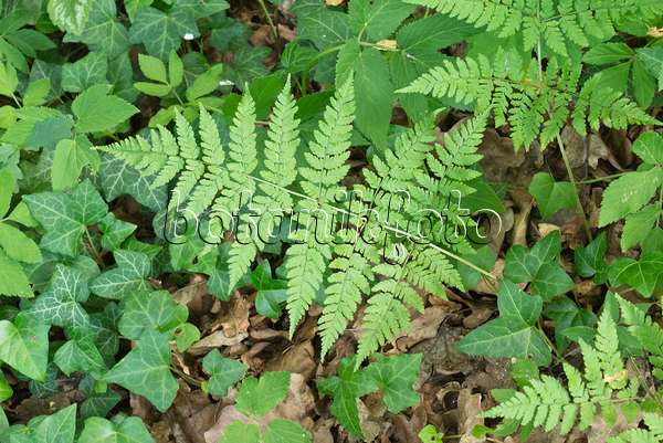558328 - Alpine buckler fern (Dryopteris expensa)