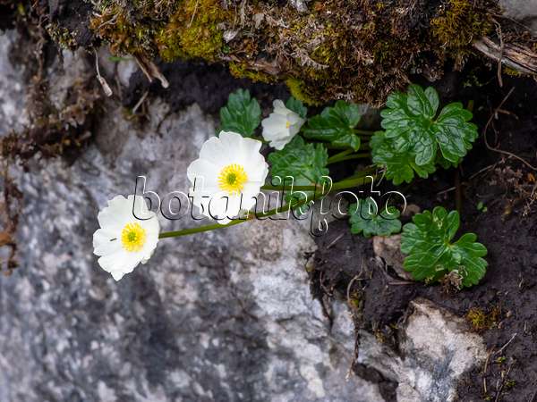 426135 - Alpine buttercup (Ranunculus alpestris)