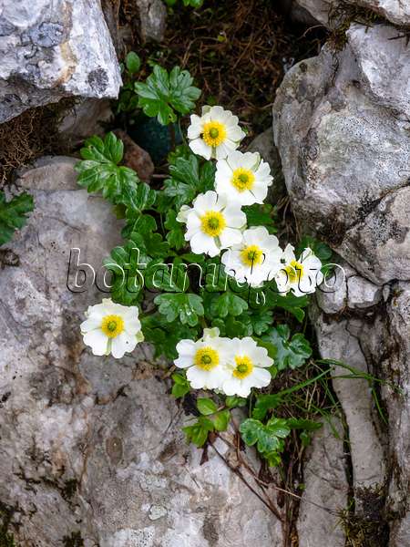 439308 - Alpine buttercup (Ranunculus alpestris)