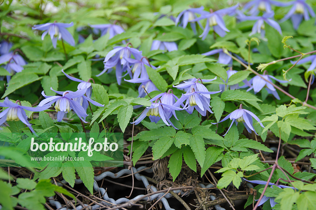 517129 - Alpine clematis (Clematis alpina)