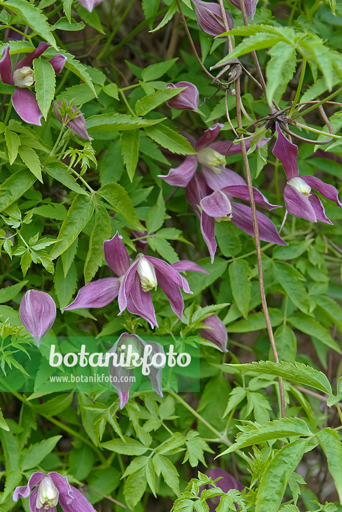 490042 - Alpine clematis (Clematis alpina 'Ruby')