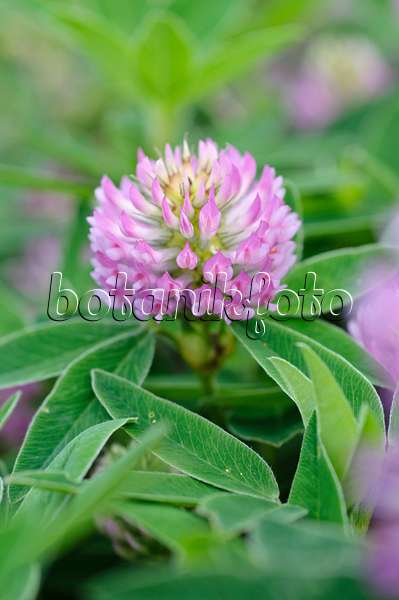 473334 - Alpine clover (Trifolium alpestre)