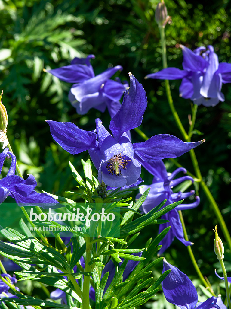 439321 - Alpine columbine (Aquilegia alpina)