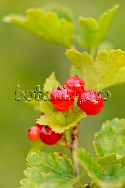 534094 - Alpine currant (Ribes alpinum)