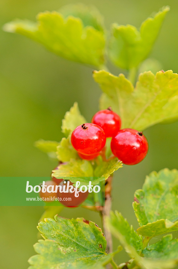 534094 - Alpine currant (Ribes alpinum)