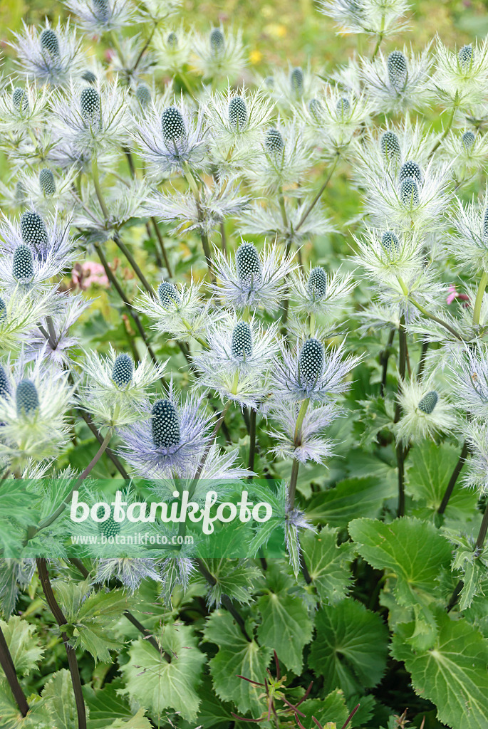 547141 - Alpine eryngo (Eryngium alpinum)