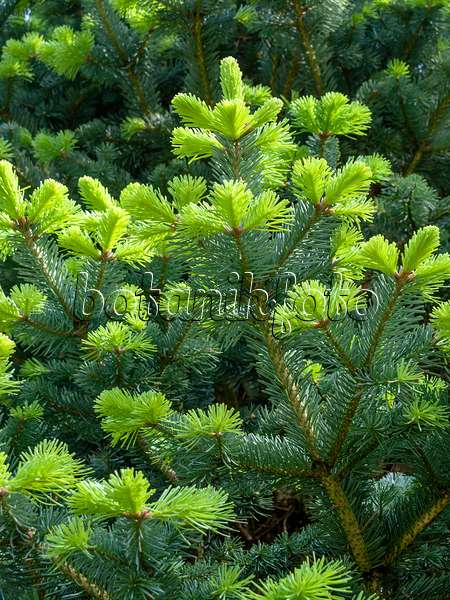437358 - Alpine fir (Abies lasiocarpa)