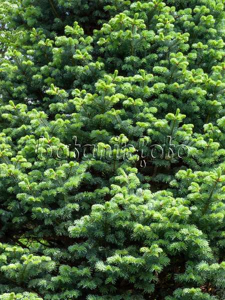 437435 - Alpine fir (Abies lasiocarpa)