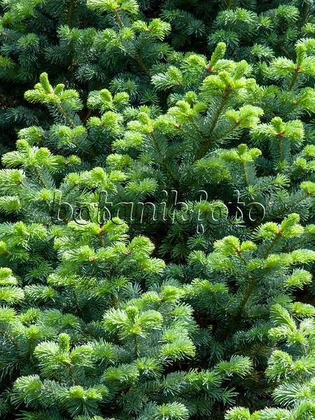 437436 - Alpine fir (Abies lasiocarpa)