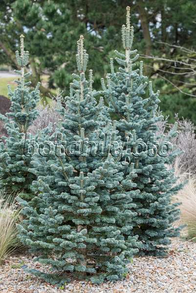 625101 - Alpine fir (Abies lasiocarpa)