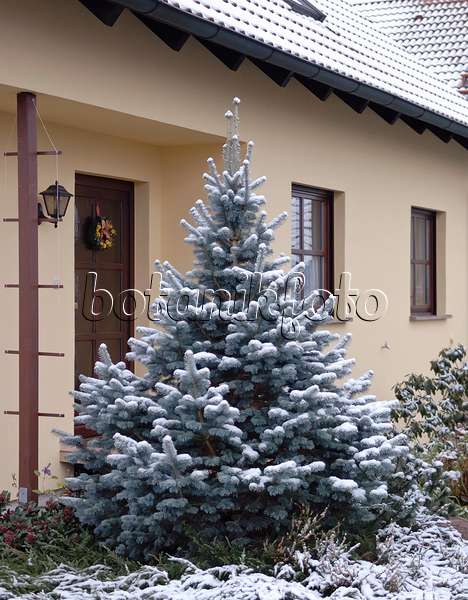 471350 - Alpine fir (Abies lasiocarpa 'Argentea')