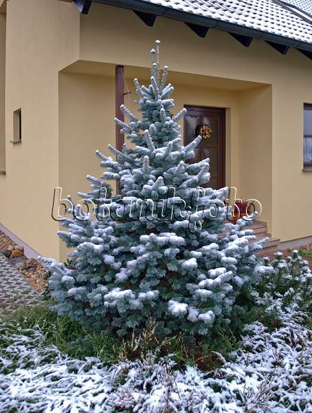 517256 - Alpine fir (Abies lasiocarpa 'Argentea')