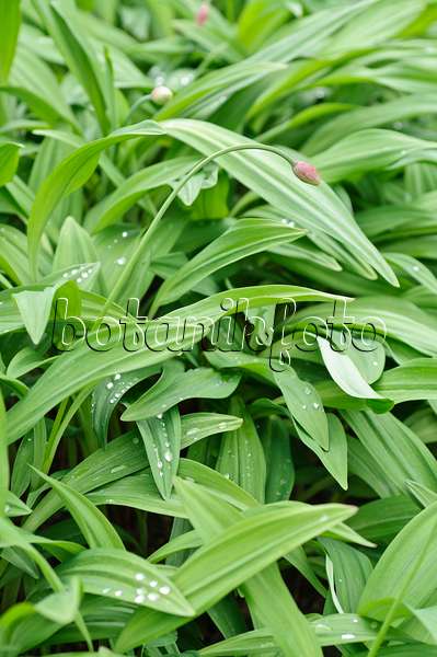 484074 - Alpine leek (Allium victorialis)