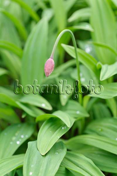 484075 - Alpine leek (Allium victorialis)