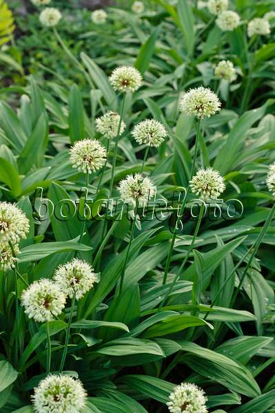 484275 - Alpine leek (Allium victorialis)