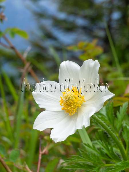 426136 - Alpine pasque flower (Pulsatilla alpina)